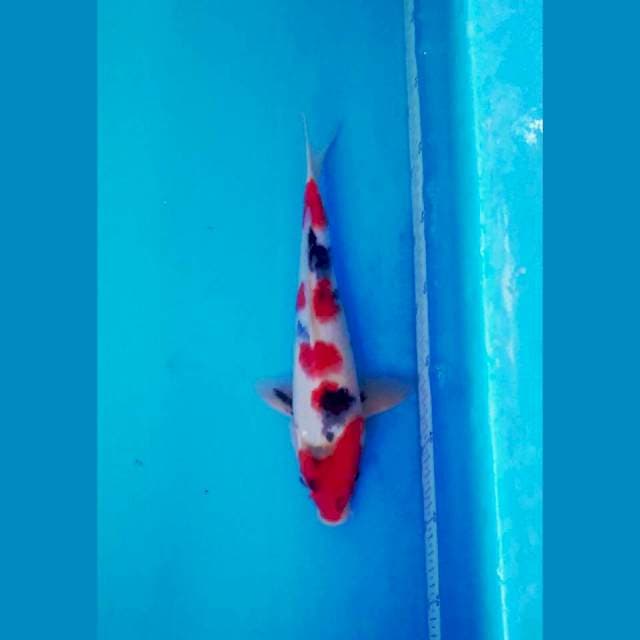 Showa 30 cm