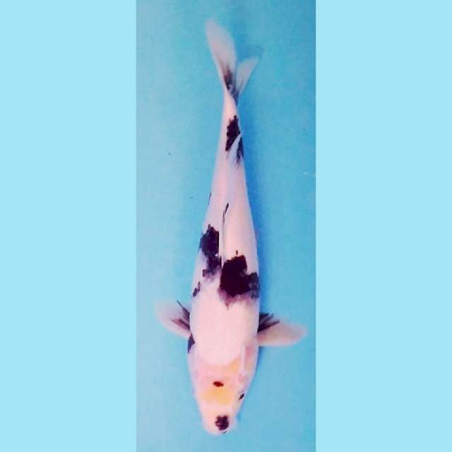 Shiro 35 cm