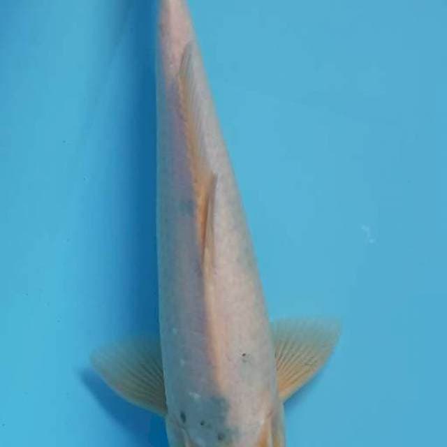 Tanco sanke 34cm