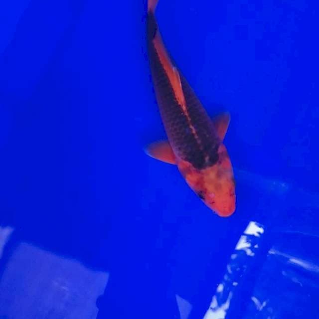 Asagi 21cm