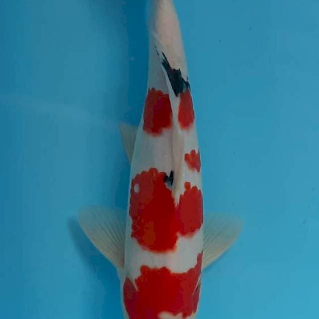 Sanke resik 30cm