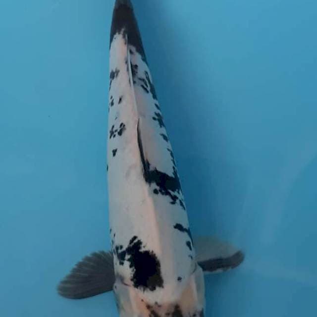 Shiro doitsu 36cm