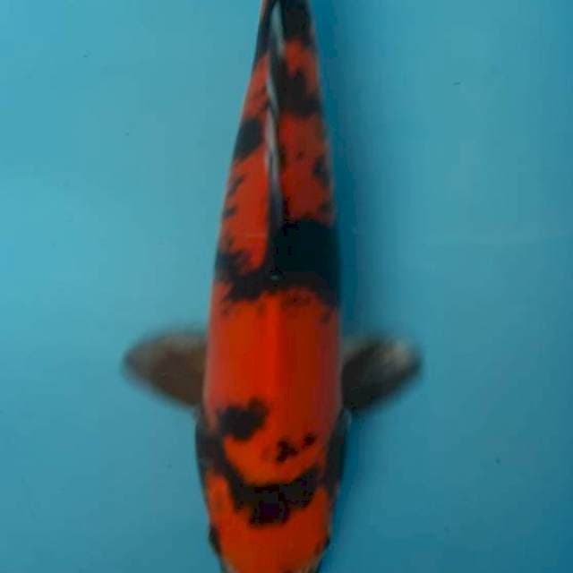 Shiro Utsuri doitsu 29cm