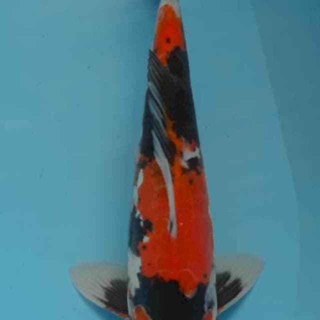 Showa doitsu 29cm