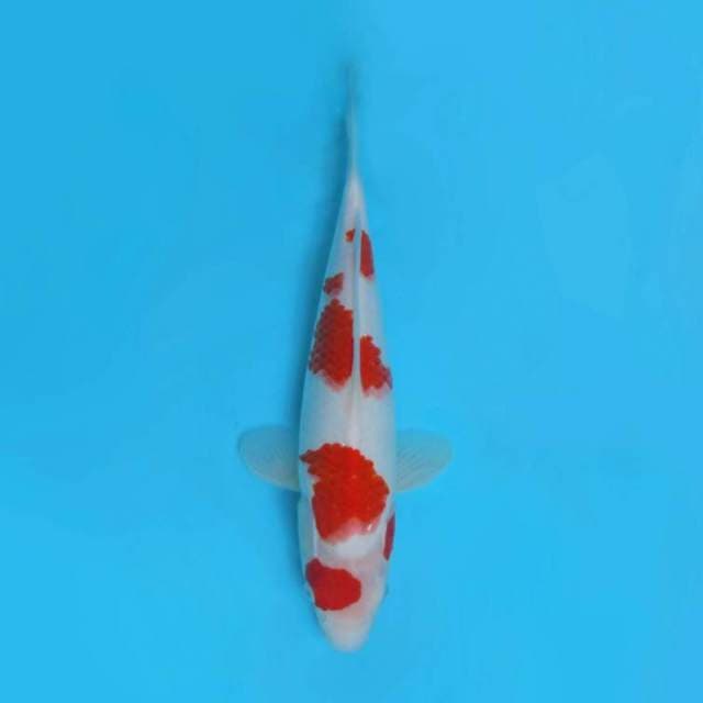 SANTANA 6 - Kohaku,-