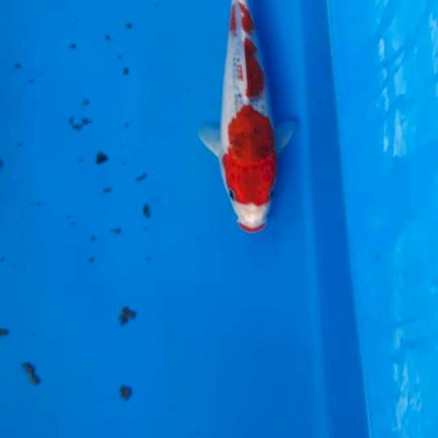 Ghosiki kucibeni..merah bibir