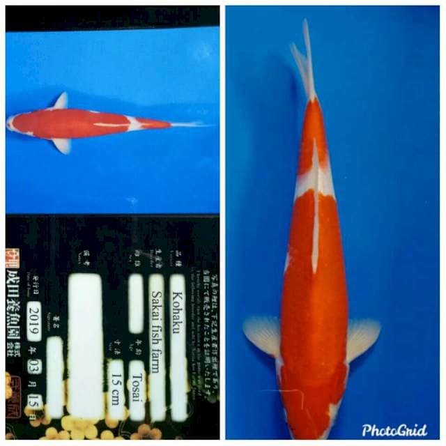 Kohaku import sff