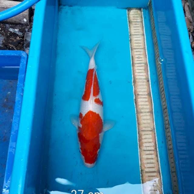 Kohaku 37 cm