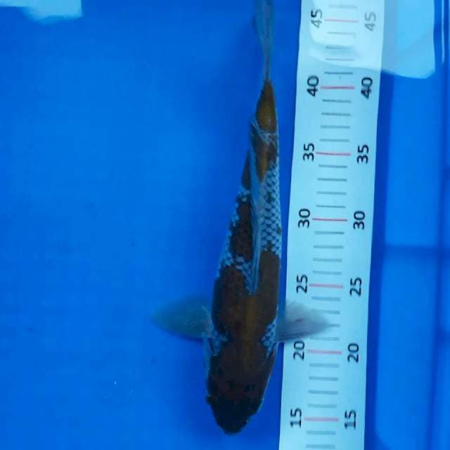 Ochiba*32cm m joss