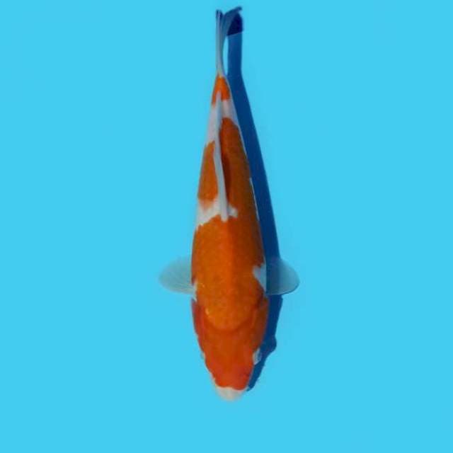 Kohaku 23 cm