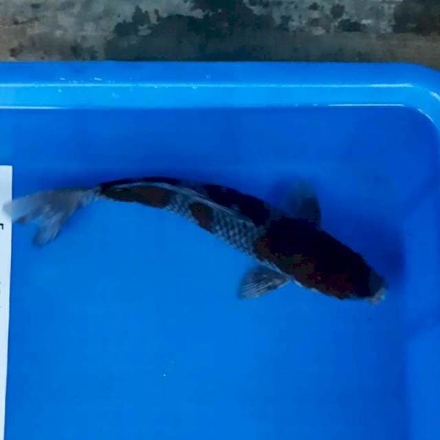 Ochiba*32cm
