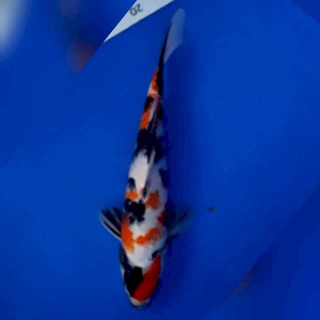 Showa*30cm