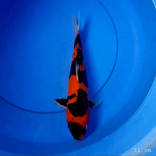 Hi showa doit 31 cm