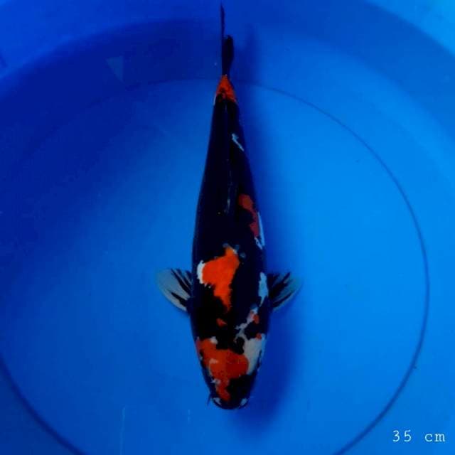 Doitsu showa 35 cm male