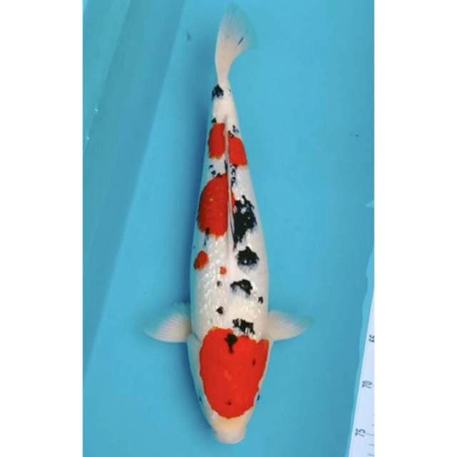 Jumbo sanke punuk setrong