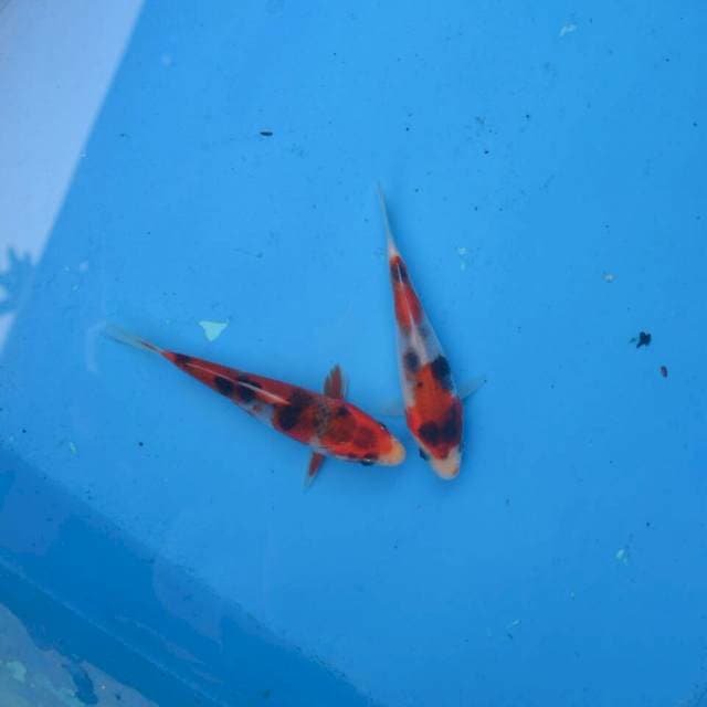 Duo Goshiki Showa F1