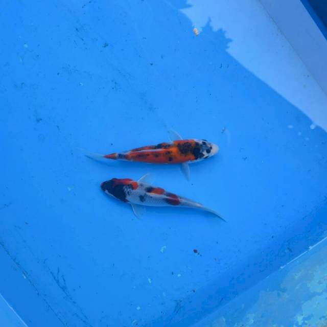 Duo Goshiki Showa F1
