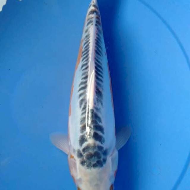 Shusui