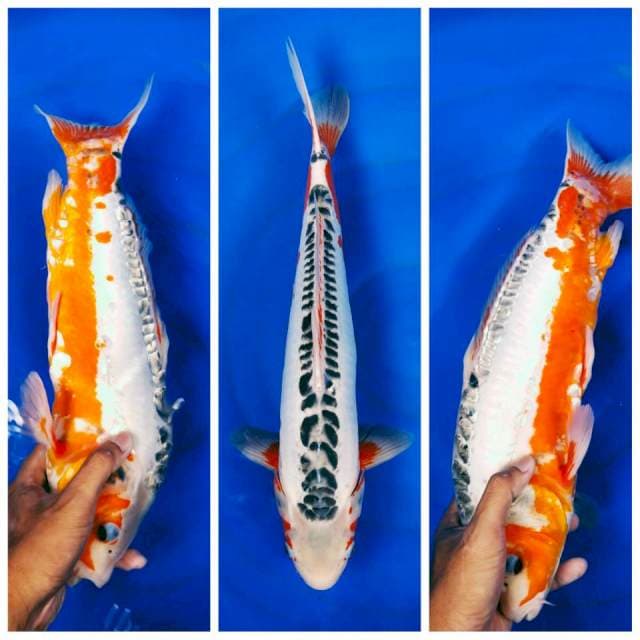 Shusui F1 Good Quality 45BU