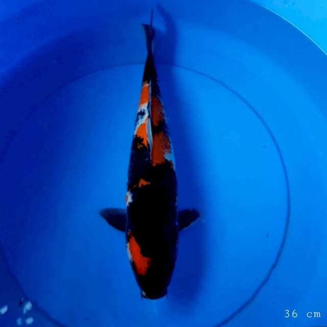 Showa 36 cm