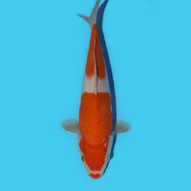 Kohaku 25cm