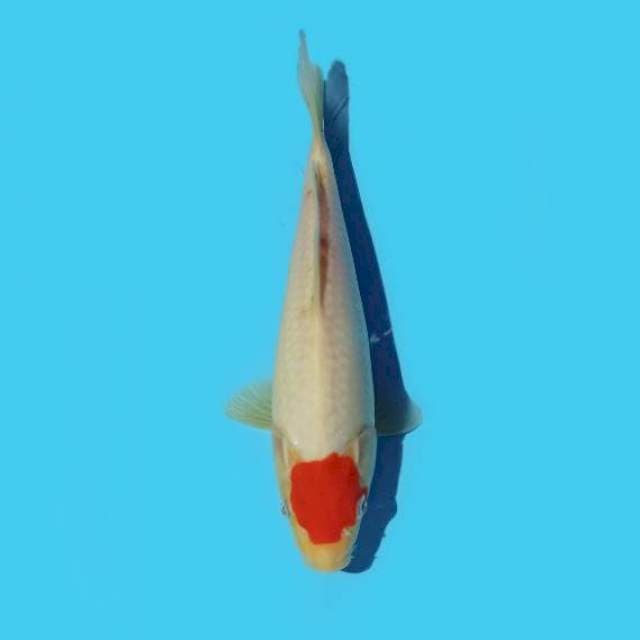 Tancho 21cm
