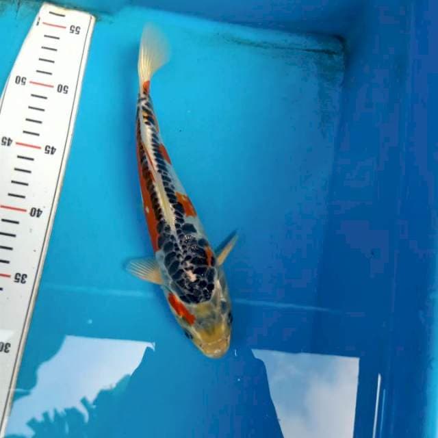 Hana Shusui 25cm