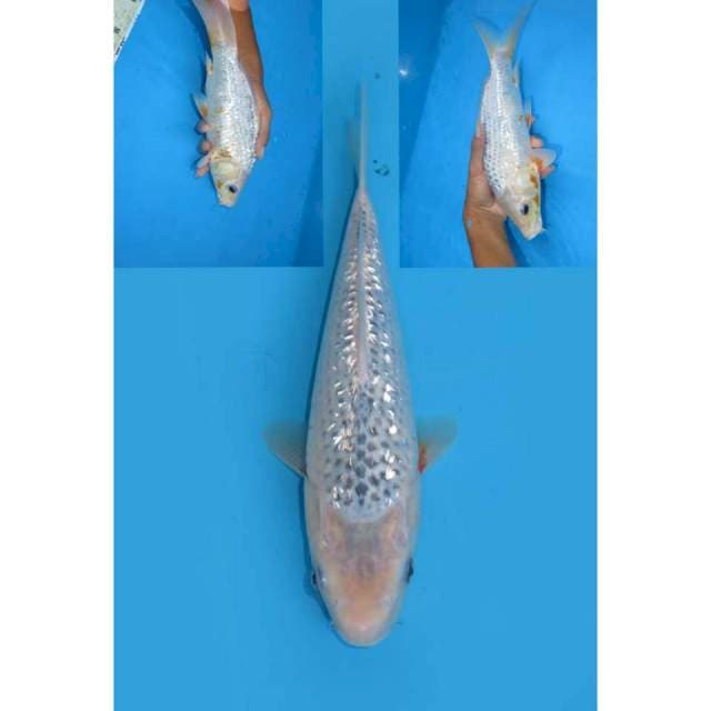 Fuji Asagi Ginrin - 27cm