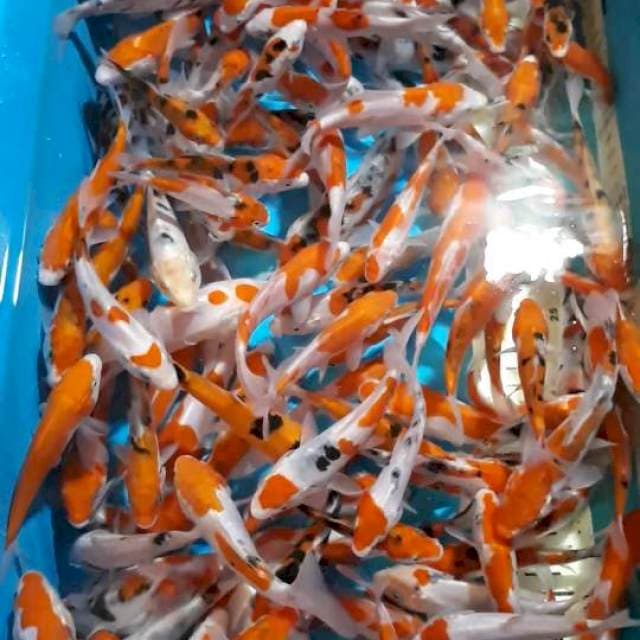 SANKE KOHAKU DOITSU PROSPECK DI BESARKAN 10-15 CM 170 EKOR
