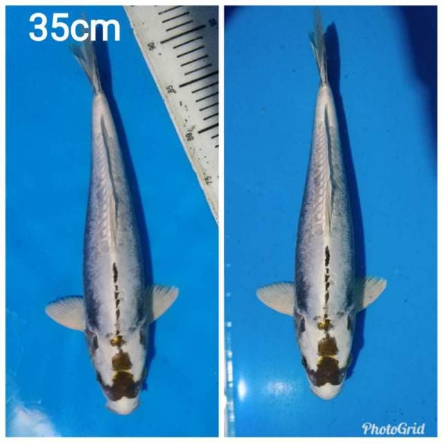 Gin kabuto doitshu super mulus