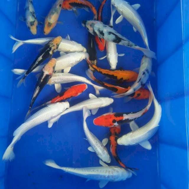 Mix juos pengisi aquarium ndan