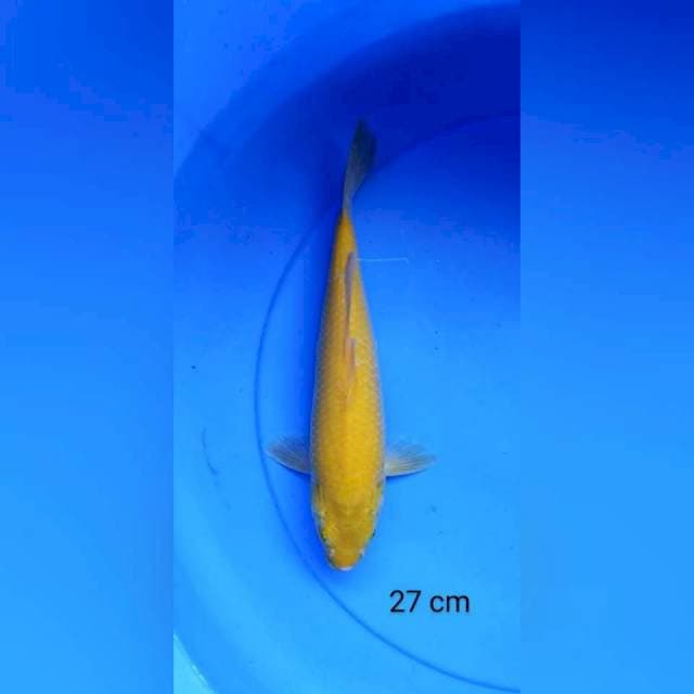 Karashi punuk mata merah 27 cm