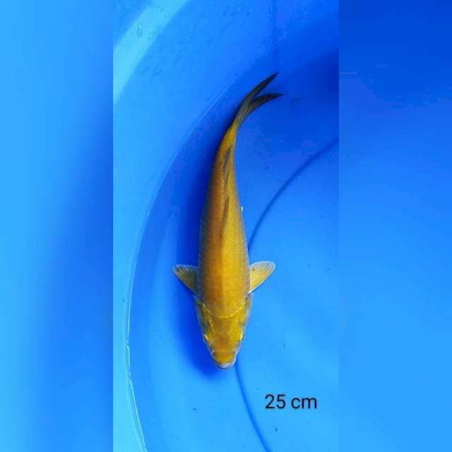 Karashi mata merah 25 cm
