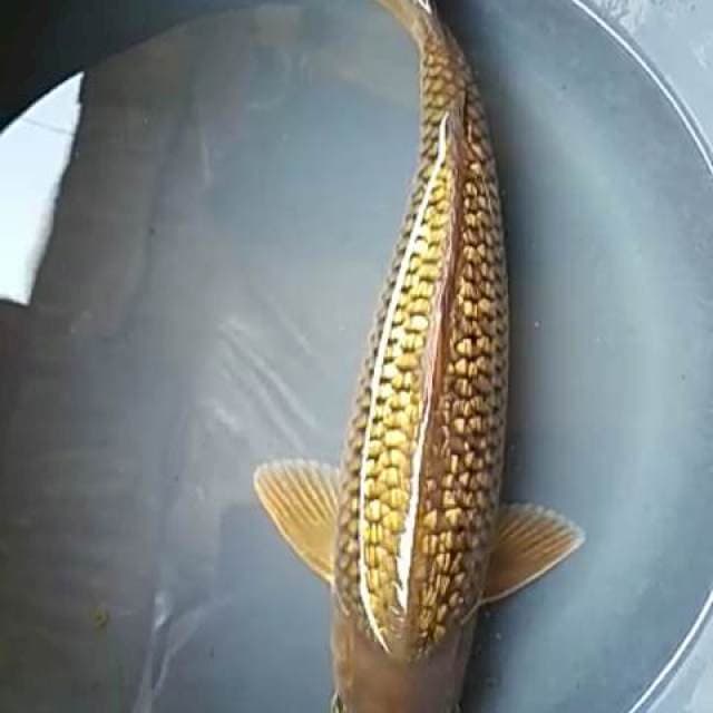 Ginrin 42cm
