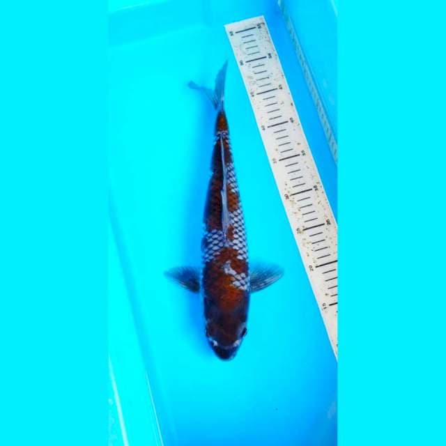 OCHIBA 38 CM MALE