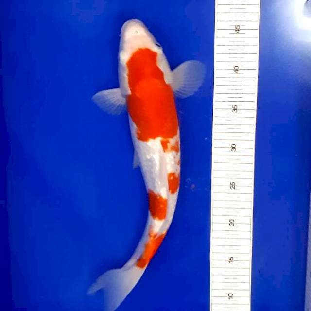 kohaku full ginrin 39cm