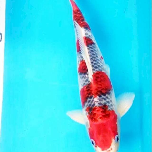 Goshiki HQ 33cm
