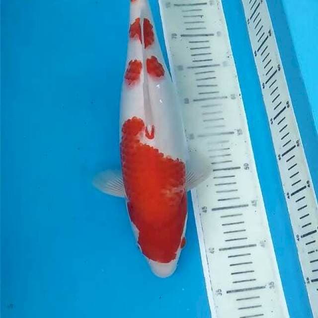 Kohaku ~44