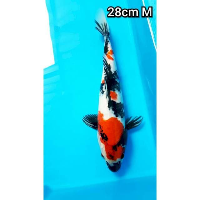 SHOWA 28cm MALE