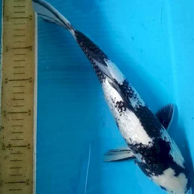 Shiro ginrin 35 cm metir