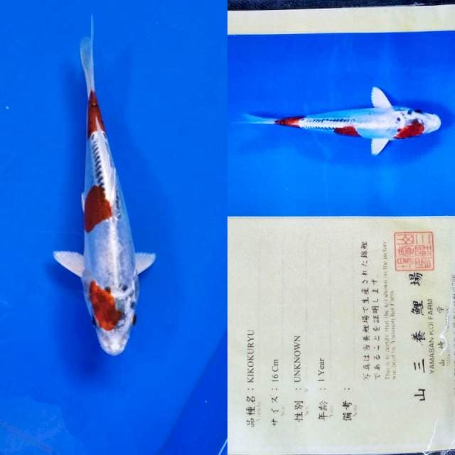 Kikokuryu import yamasan