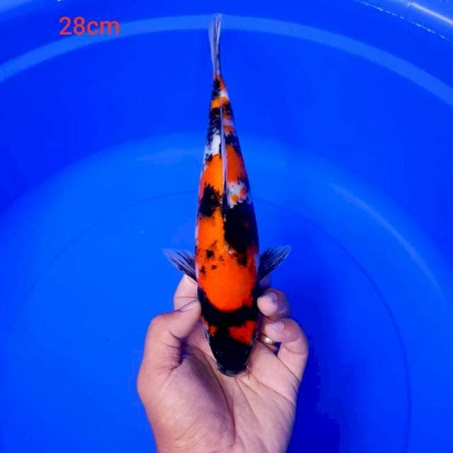 DNR - SHOWA 28CM