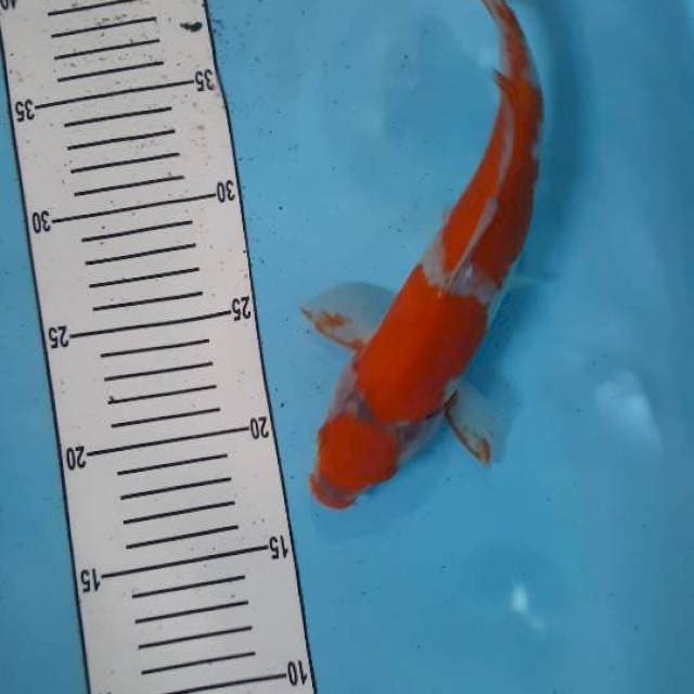 maruten ociba sigur 27 cm