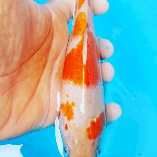 ociba merah. 20 cm