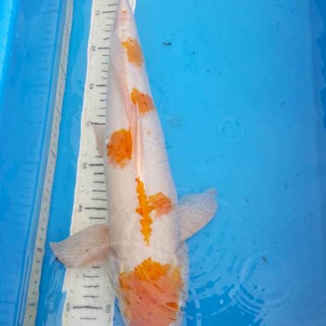 antik 50 cm