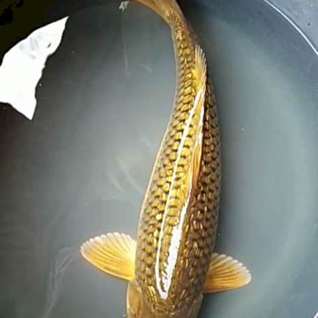 Midori ginrin 42 cm