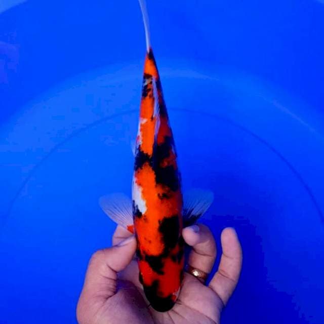 DNR - SHOWA 27cm