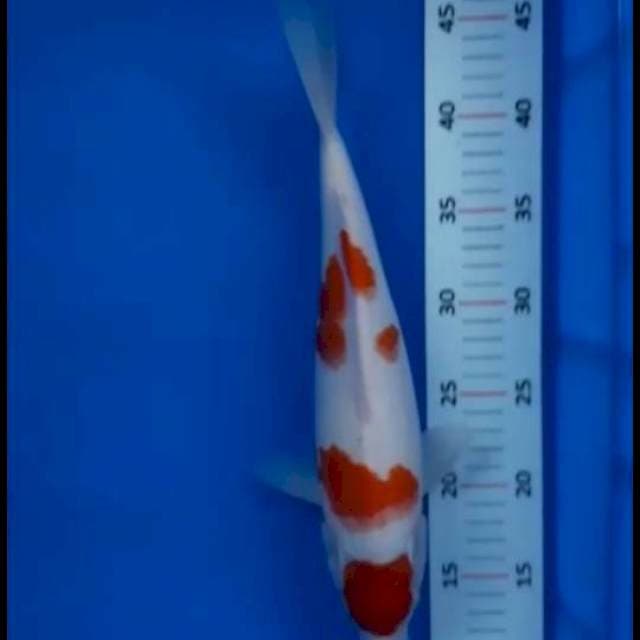 Maruten 29cm