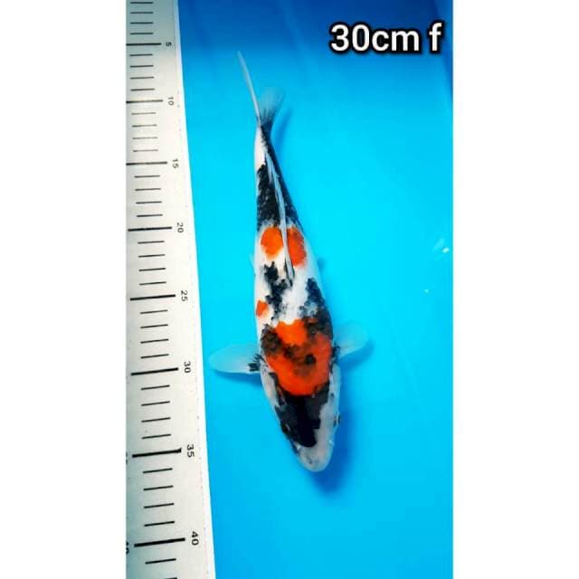 SHOWA 30cm FEMALE