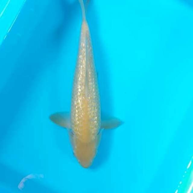 Karasi ginrin 25cm